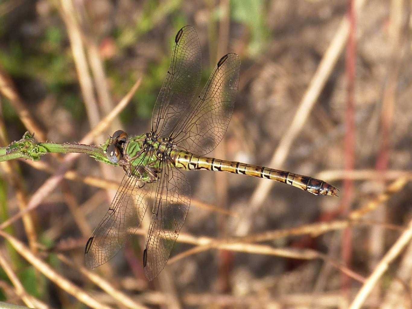 Femmina di Paragomphus genei